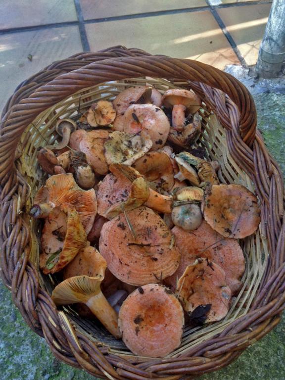 Alberg Roques Blanques Ribes de Freser Kültér fotó